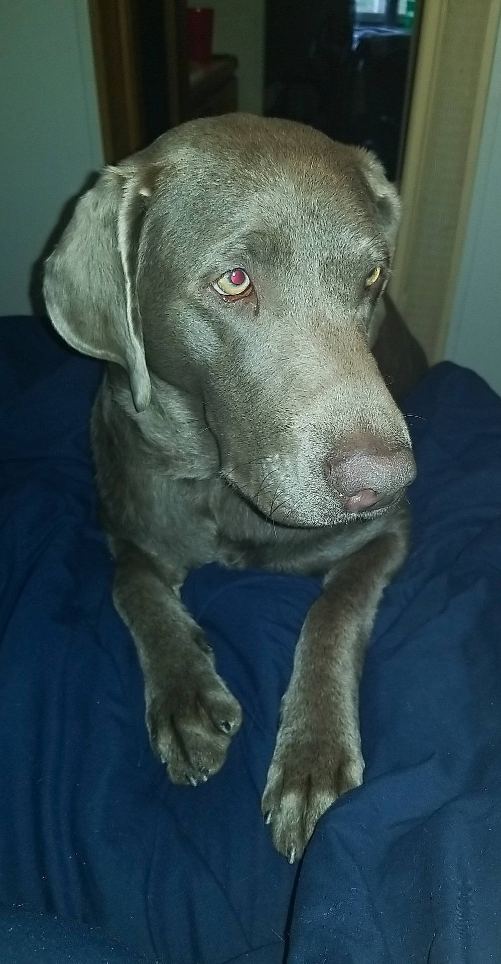 Sky joined the competition — help win amazing prizes! borador, carnivore, companion_dog, dog, dog_breed, electric_blue, fur, grey, guard_dog, gun_dog, liver, non_sporting_group, pointing_breed, retriever, snout, sporting_group, terrestrial_animal, whiskers, working_animal