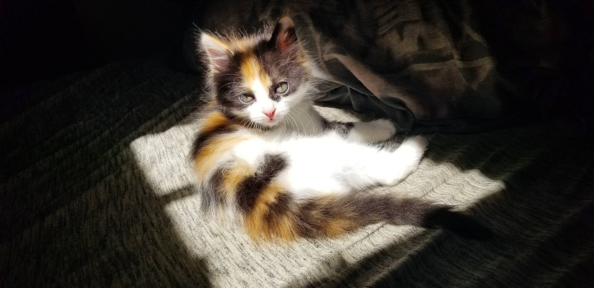 Trixie joined the competition — help win amazing prizes! art, carnivore, cat, claw, darkness, domestic_short_haired_cat, felidae, fur, grass, grey, paw, sitting, small_to_medium_sized_cats, snout, tail, terrestrial_animal, tree, whiskers, wildlife, wood