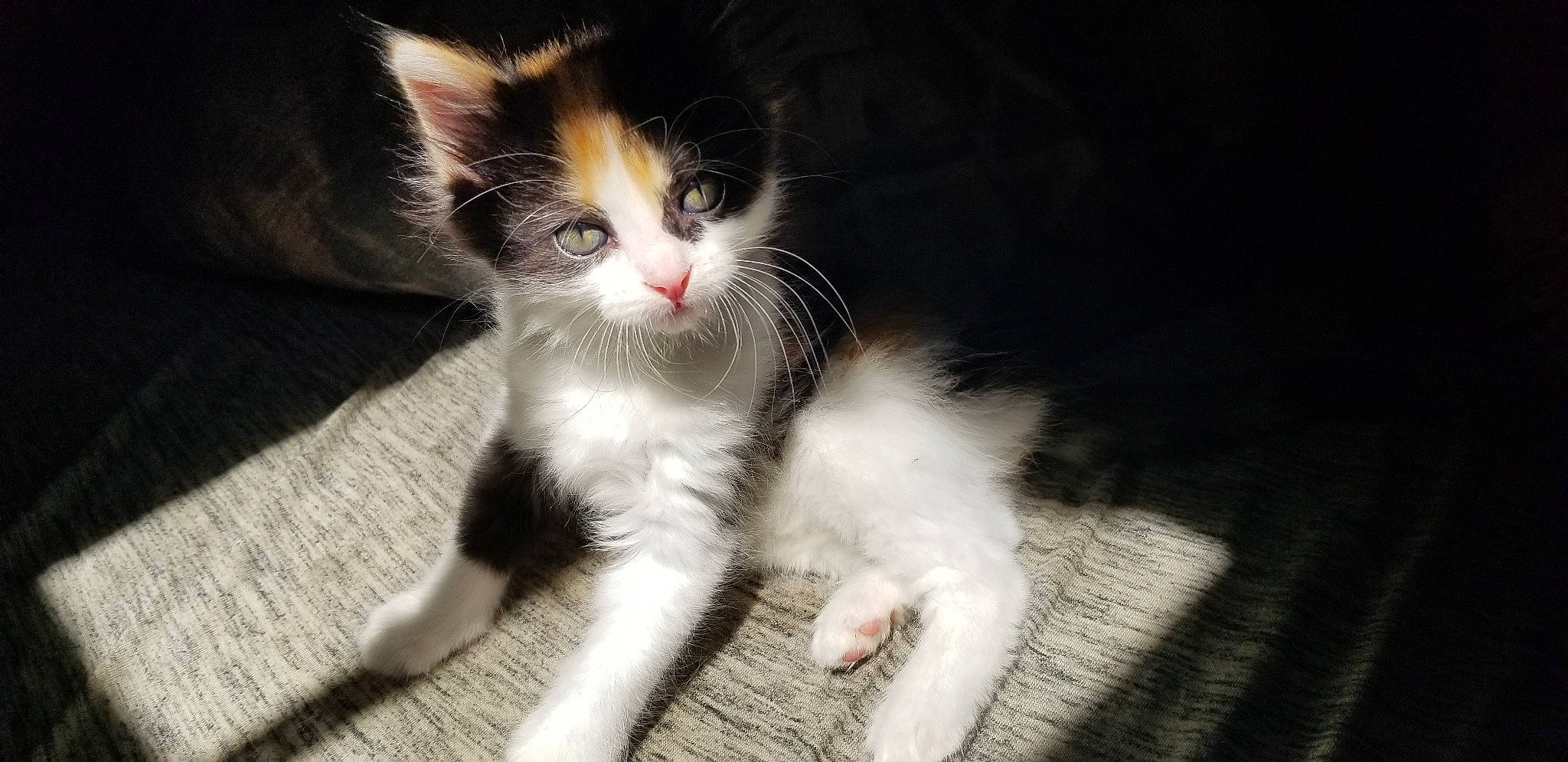 Trixie joined the competition — help win amazing prizes! art, canidae, carnivore, cat, claw, darkness, domestic_short_haired_cat, felidae, flooring, foot, fur, gesture, human_leg, monochrome_photography, paw, photo_caption, small_to_medium_sized_cats, snout, tail, whiskers