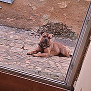 Pito a rejoint le concours — aidez-le/la à gagner de superbes lots ! dog, brown_dog, lying, outdoor, cobblestone, path, door, glass_door, rustic, wall, stone_wall, floor, wooden_floor, collar, pet, animal, calm, relaxed, daylight, window