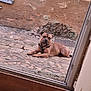 dog, brown_dog, lying, outdoor, cobblestone, path, door, glass_door, rustic, wall, stone_wall, floor, wooden_floor, collar, pet, animal, calm, relaxed, daylight, window