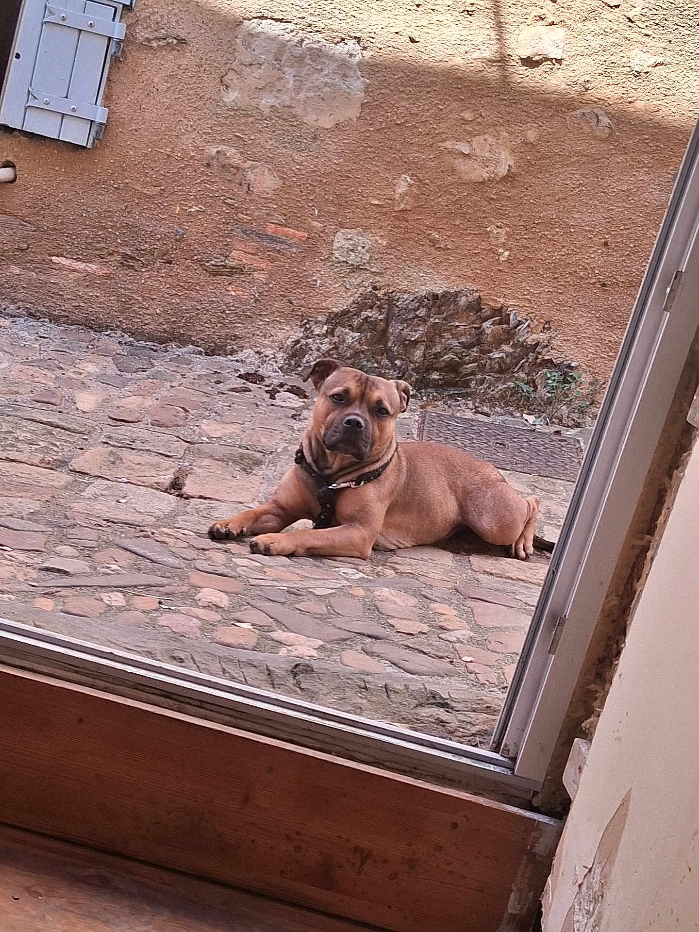 Pito a rejoint le concours — aidez-le/la à gagner de superbes lots ! dog, brown_dog, lying, outdoor, cobblestone, path, door, glass_door, rustic, wall, stone_wall, floor, wooden_floor, collar, pet, animal, calm, relaxed, daylight, window