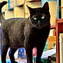 black_cat, cat, green_eyes, standing, table, books, shelves, indoor, pet, feline, curious, closeup, blurred_background, domestic_animal, mammal, whiskers, fur, bookstore, library, cozy