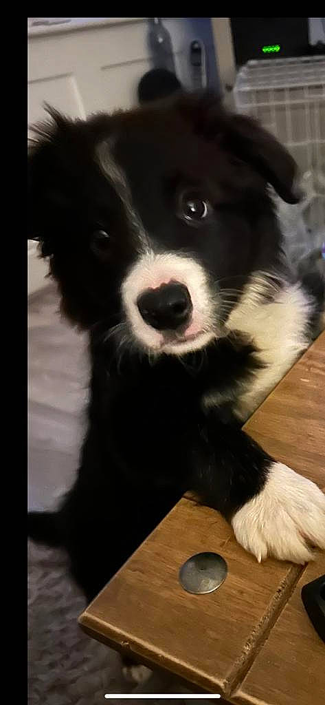 Rosie is registered to the contest to win money with this photo: borador, border_collie, carnivore, companion_dog, dog, dog_breed, fur, hardwood, herding_dog, non_sporting_group, snout, sporting_group, tableware, terrestrial_animal, whiskers, wood, working_animal, working_dog