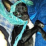 Punkin is registered to the contest to win money with this photo: animal, black_dog, blanket, blue_blanket, blue_rope, close_up, cozy, cute, dog, ears, fur, indoor, looking_up, lying_down, paw, pet, pet_toy, plaid_blanket, playful, rope_toy
