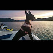 Punkin is registered to the contest to win money with this photo: adventure, animal, boat, calm, canine, dog, evening, harness, hills, lake, landscape, nature, outdoor, pet, reflection, sky, sunset, travel, vacation, water