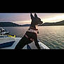 adventure, animal, boat, calm, canine, dog, evening, harness, hills, lake, landscape, nature, outdoor, pet, reflection, sky, sunset, travel, vacation, water