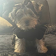 Muneca Ortiz is registered to the contest to win money with this photo: dog, bow, pet, cute, small_dog, fur, indoor, blanket, pattern, black_clothing, adorable, animal, face, ears, sitting, cozy, sunlight, furniture, home, cute_pet