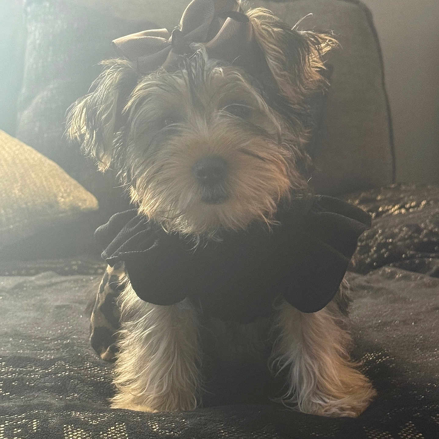 Muneca Ortiz is registered to the contest to win money with this photo: adorable, animal, black_clothing, blanket, bow, cozy, cute, cute_pet, dog, ears, face, fur, furniture, home, indoor, pattern, pet, sitting, small_dog, sunlight