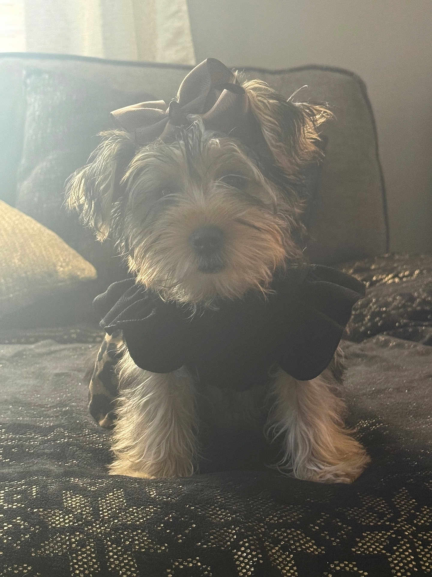 Muneca Ortiz is registered to the contest to win money with this photo: dog, bow, pet, cute, small_dog, fur, indoor, blanket, pattern, black_clothing, adorable, animal, face, ears, sitting, cozy, sunlight, furniture, home, cute_pet