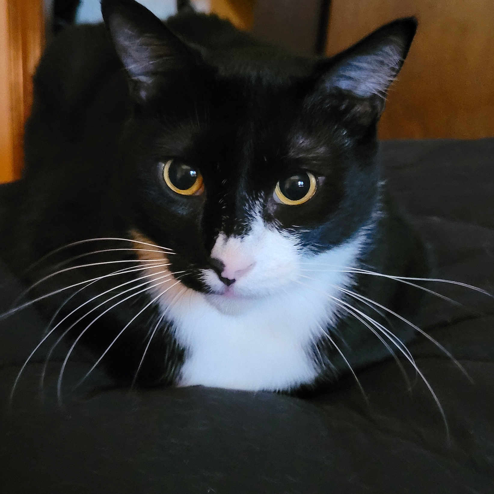 Buddy is registered to the contest to win money with this photo: adorable, animal, black_and_white, cat, close_up, cute, domestic_animal, eyes, face, feline, fur, indoor, looking, mammal, pet, portrait, resting, soft, tuxedo_cat, whiskers