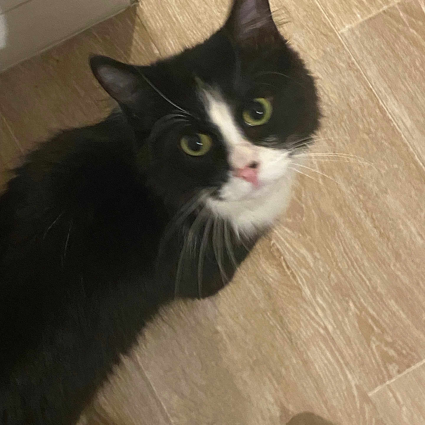 Tisen a rejoint le concours — aidez-le/la à gagner de superbes lots ! alert, animal, black_and_white, cat, close_up, curious, cute, domestic, feline, flooring, house, indoor, looking_up, mammal, pet, shoe, sneaker, whiskers, wooden_floor, young_cat