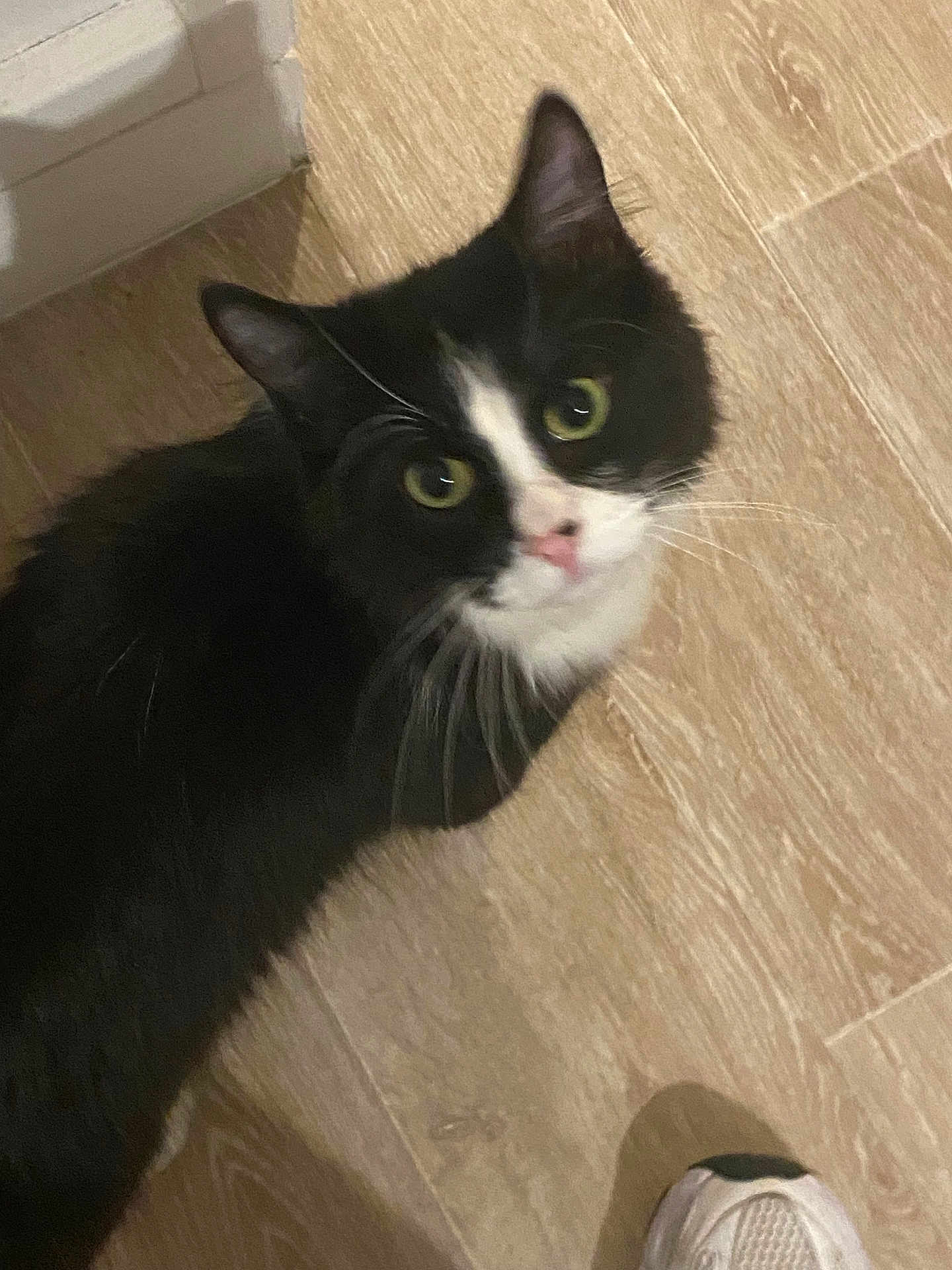 Tisen a rejoint le concours — aidez-le/la à gagner de superbes lots ! cat, black_and_white, indoor, wooden_floor, pet, curious, looking_up, whiskers, feline, animal, flooring, shoe, sneaker, domestic, mammal, cute, close_up, young_cat, alert, house
