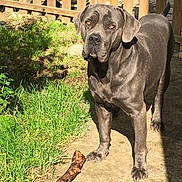 Navy Blue a rejoint le concours — aidez-le/la à gagner de superbes lots ! dog, gray_dog, outdoor, grass, stick, fence, sunlight, pet, canine, animal, garden, path, alert, paw, ear, shadow, nature, daylight, domestic_animal, watchful