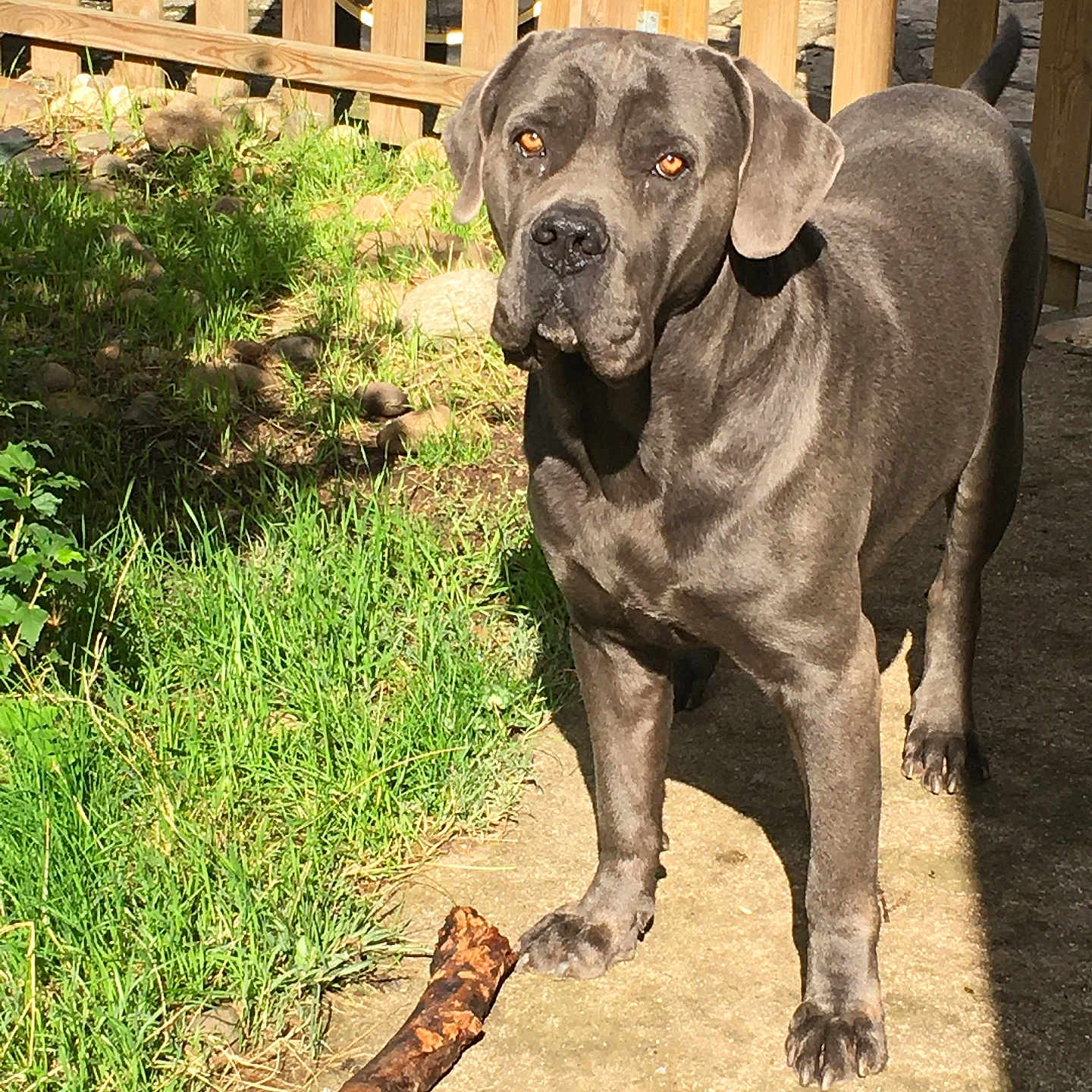 Navy Blue a rejoint le concours — aidez-le/la à gagner de superbes lots ! alert, animal, canine, daylight, dog, domestic_animal, ear, fence, garden, grass, gray_dog, nature, outdoor, path, paw, pet, shadow, stick, sunlight, watchful