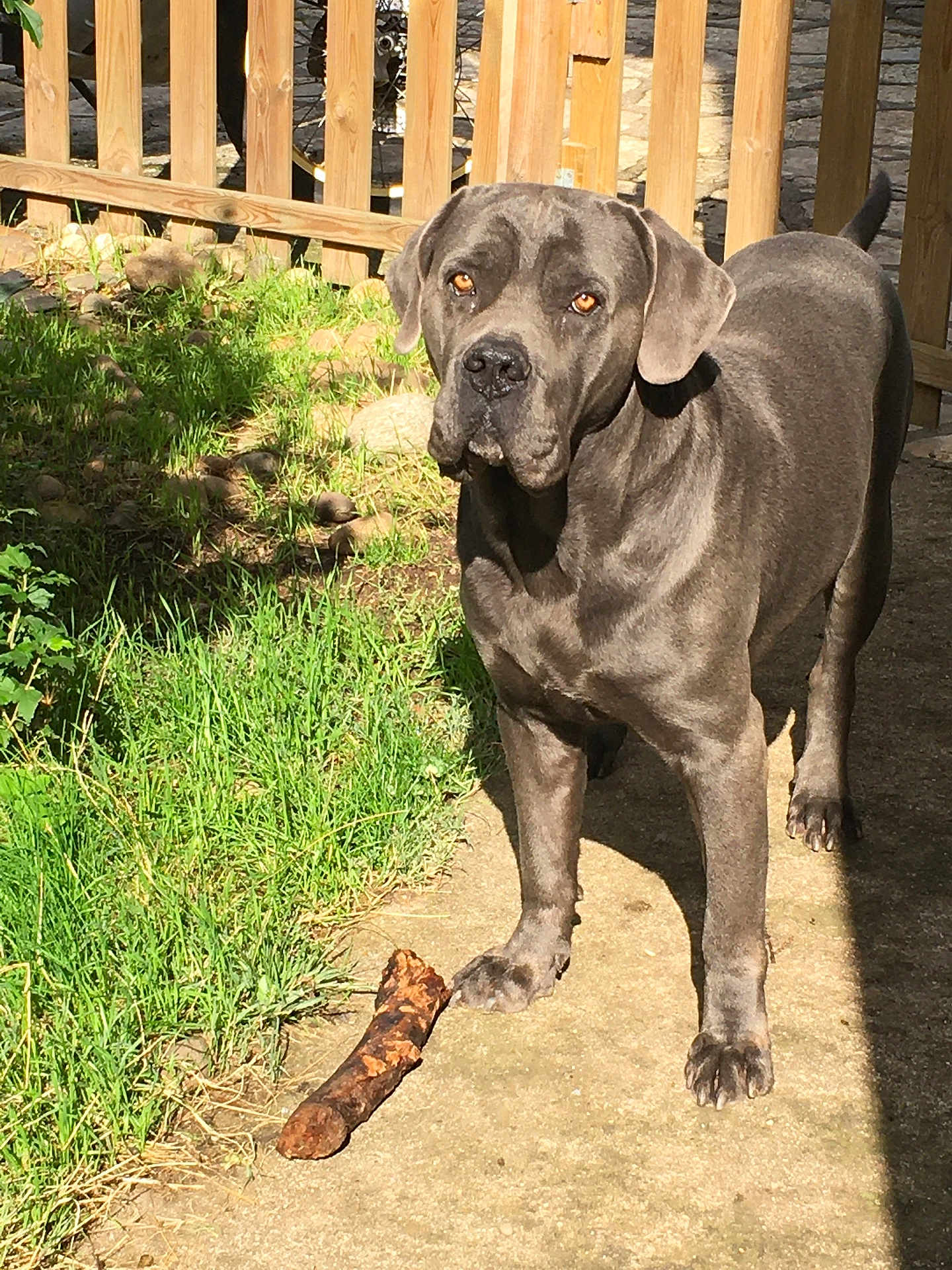 Navy Blue a rejoint le concours — aidez-le/la à gagner de superbes lots ! dog, gray_dog, outdoor, grass, stick, fence, sunlight, pet, canine, animal, garden, path, alert, paw, ear, shadow, nature, daylight, domestic_animal, watchful