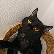 Bagherra a rejoint le concours — aidez-le/la à gagner de superbes lots ! animal, basket, black_cat, cat, close_up, curious, cute, domestic_cat, ears, feline, fur, indoor, looking_up, pet, texture, whiskers, white_wall, wide_eyes, woven_basket, yellow_eyes