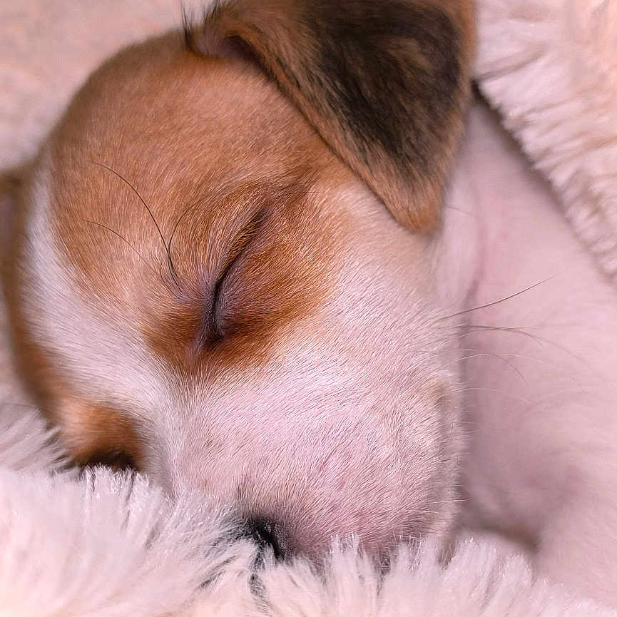 Cookie