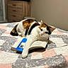 animal, bed, bedspread, black, book, calico_cat, cat, cozy, feline, fur, indoor, orange, patterned, paw, pet, reading, relaxed, resting, soft, white