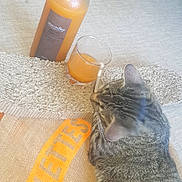 Ouistiti participe au concours pour gagner de l'argent avec cette photo : animal, bottle, carpet, cat, closeup, cozy, curious, drink, feline, floor, glass, home, indoor, mat, orange_juice, pet, relaxing, tabby_cat, textile, texture