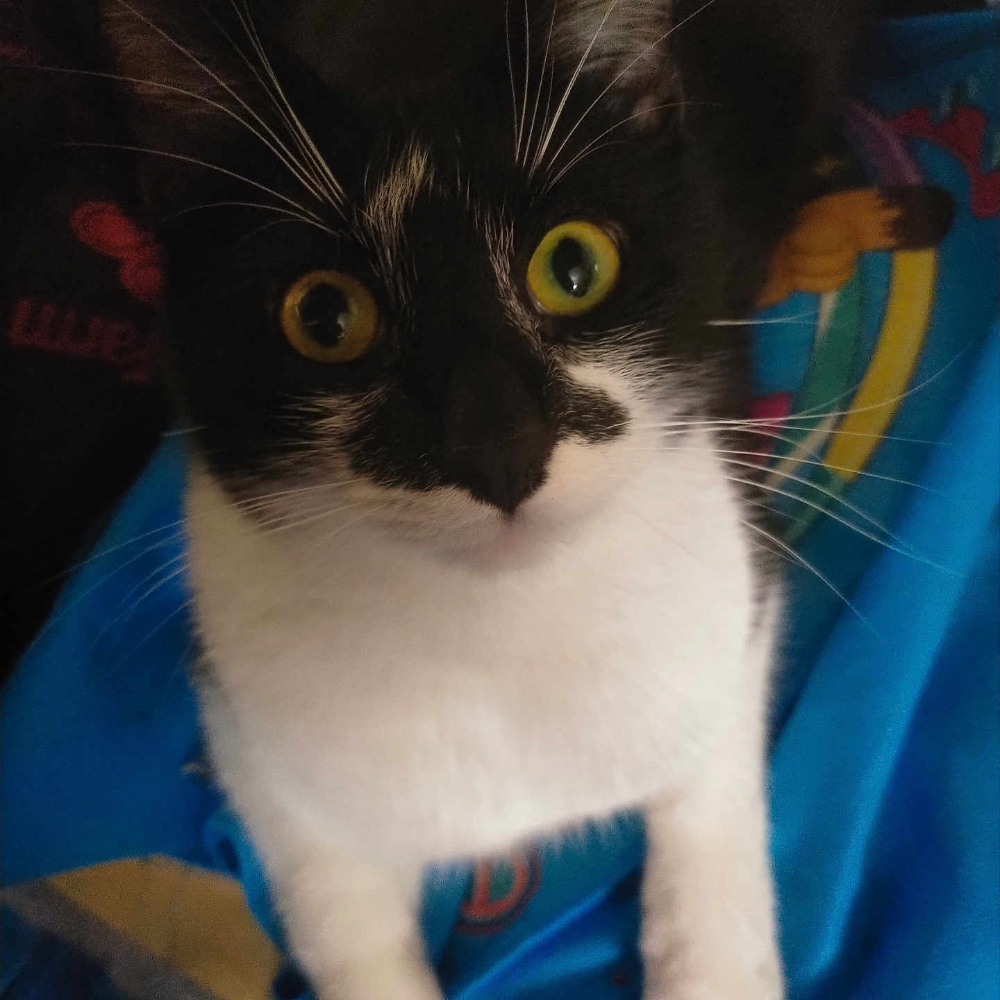 Bandie joined the competition — help win amazing prizes! abyssinian, animal, blackcat, blanket, cat, head, kitten, manx, person, pet, siamese