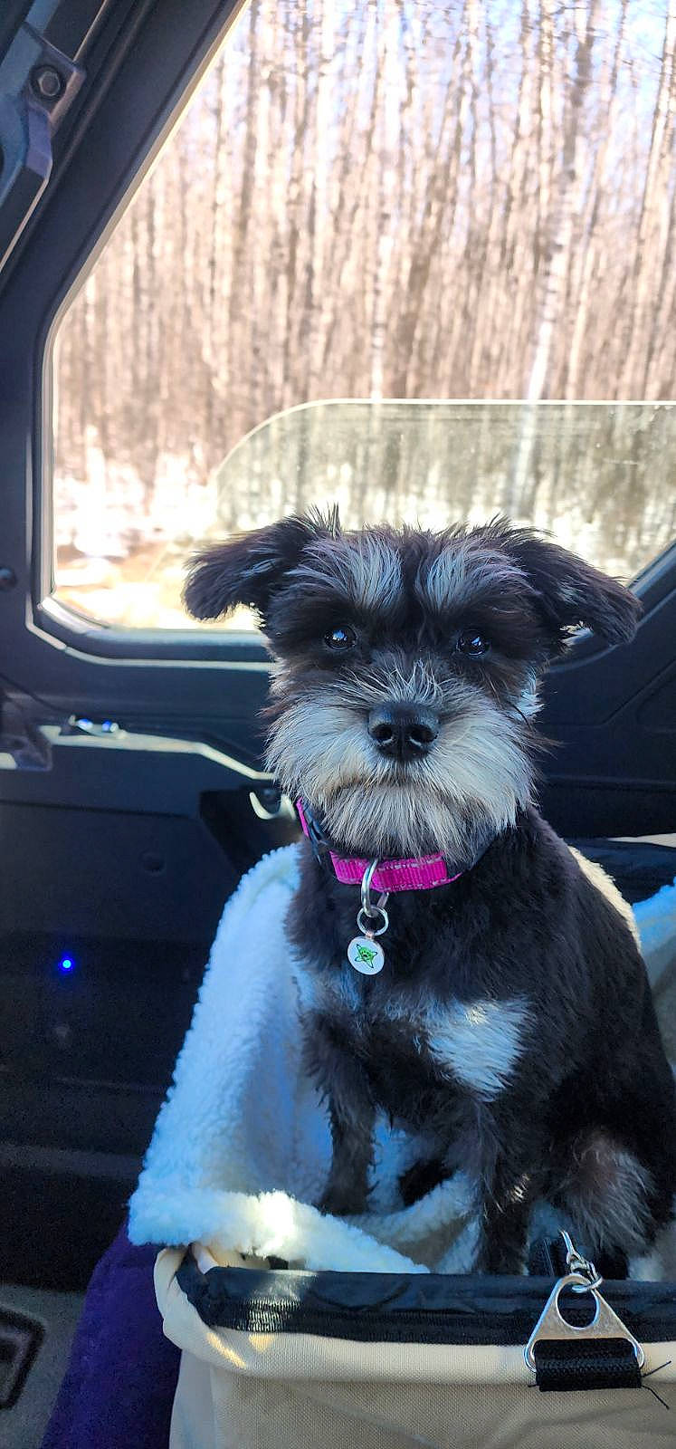 Piper is registered to the contest to win money with this photo: automotive_mirror, carnivore, collar, companion_dog, dog, dog_breed, dog_collar, dog_supply, electric_blue, fur, liver, snout, sporting_group, terrier, toy_dog, vehicle, vehicle_door, water_dog, windshield, working_animal
