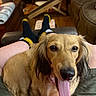 dog, tongue, pet, lap, person, living_room, socks, wooden_floor, couch, blanket, casual, indoor, brown_fur, long_ears, happy, close_up, relaxed, tongue_out, home, comfort