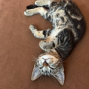 Bloom participe au concours pour gagner de l'argent avec cette photo : adorable, animal, brown_background, cat, closeup, collar, cute, feline, fur, indoor, kitten, peaceful, pet, relaxed, resting, sleeping, small_paws, tabby, whiskers, young_cat