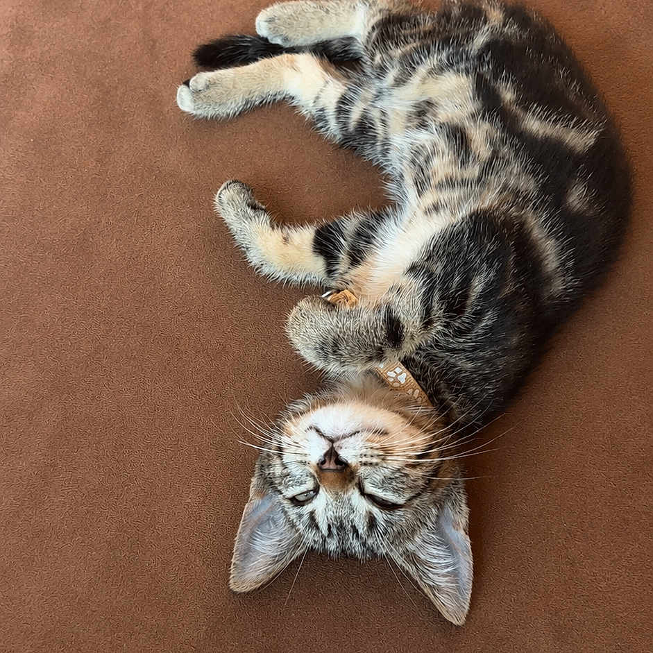 Bloom participe au concours pour gagner de l'argent avec cette photo : adorable, animal, brown_background, cat, closeup, collar, cute, feline, fur, indoor, kitten, peaceful, pet, relaxed, resting, sleeping, small_paws, tabby, whiskers, young_cat