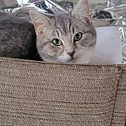 Apple is registered to the contest to win money with this photo: animal, blurred_background, cat, chair, cozy, curious, cute, ears, eyes, fabric, furniture, gray_tabby, indoor, kitten, pet, resting, soft, texture, whiskers, white_cat