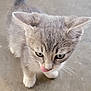 animal, cat, close_up, concrete_floor, curious, cute, domestic, ears, feline, gray_fur, kitten, licking, outdoor, pet, playful, small, tail, whiskers, white_paws, young_animal