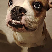 Boss participe au concours pour gagner de l'argent avec cette photo : big_eyes, brown_white, canine, close_up, curious, dog, expression, face, floor, indoor, looking_up, mammal, nose, pet, portrait, shadow, short_hair, snout, teeth, whiskers