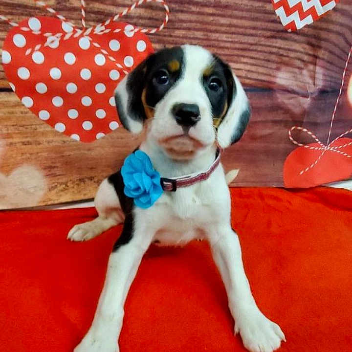 Mia is registered to the contest to win money with this photo: accessories, animal, beagle, bostonbull, boxer, bulldog, canine, computerhardware, dog, electronics, face, formalwear, hardware, hound, monitor, pet, puppy, screen, text, tie