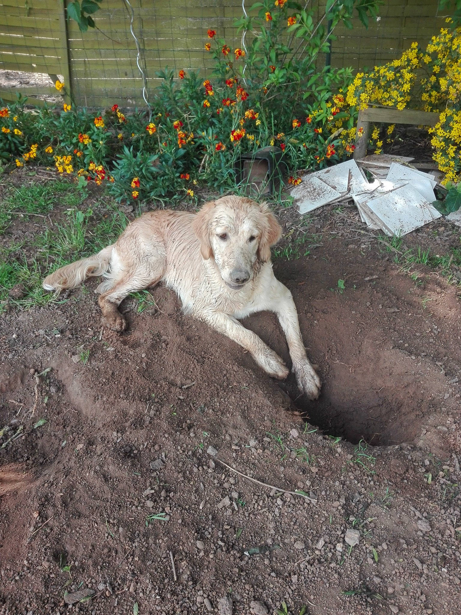 Orea participe au concours pour gagner de l'argent avec cette photo : canidae, carnivore, dog, dog_breed, fawn, mammal, sporting_group, vertebrate