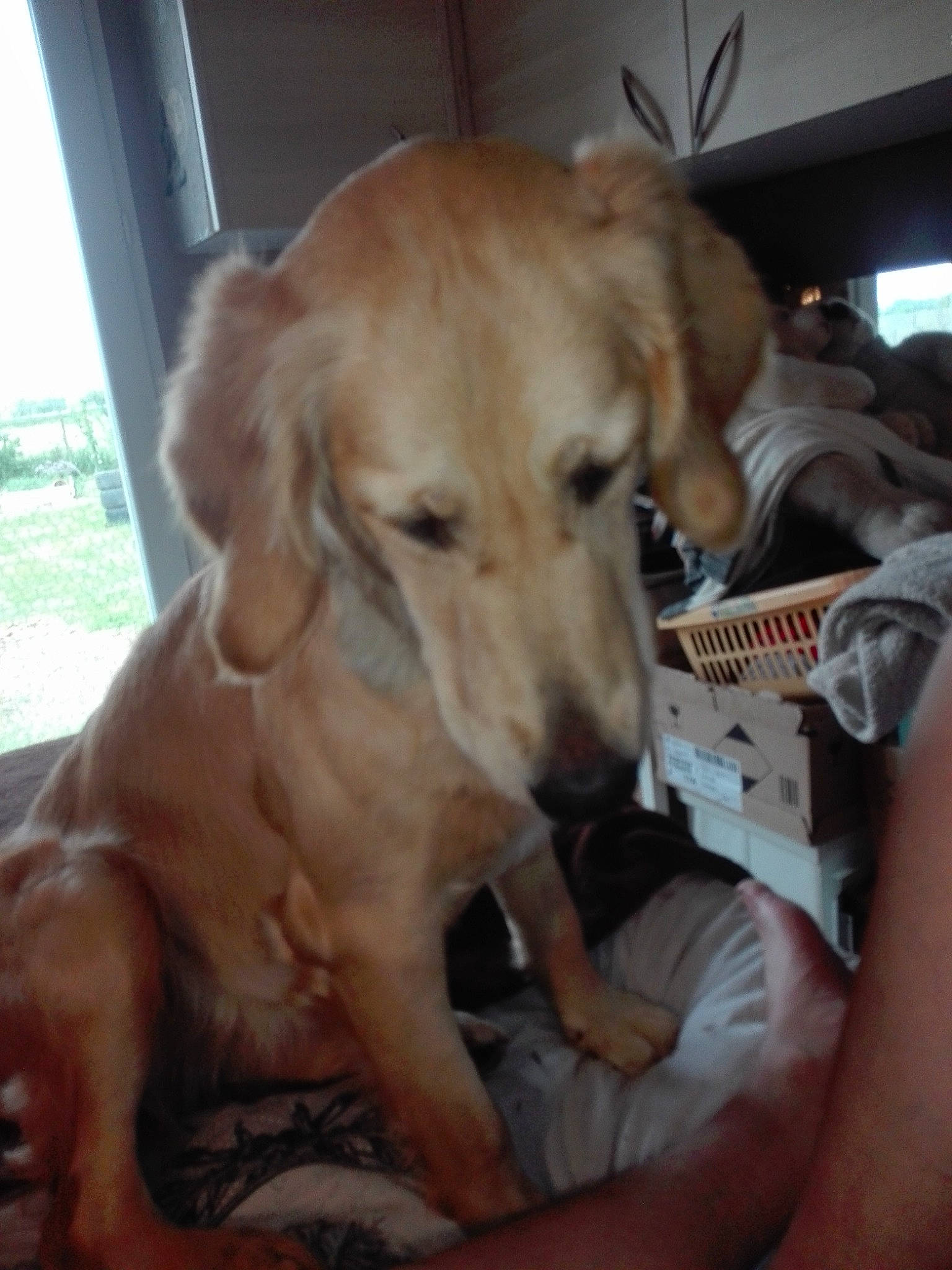 Orea participe au concours pour gagner de l'argent avec cette photo : beagador, canidae, carnivore, companion_dog, dog, dog_breed, fawn, golden_retriever, mammal, retriever, saluki, sporting_group