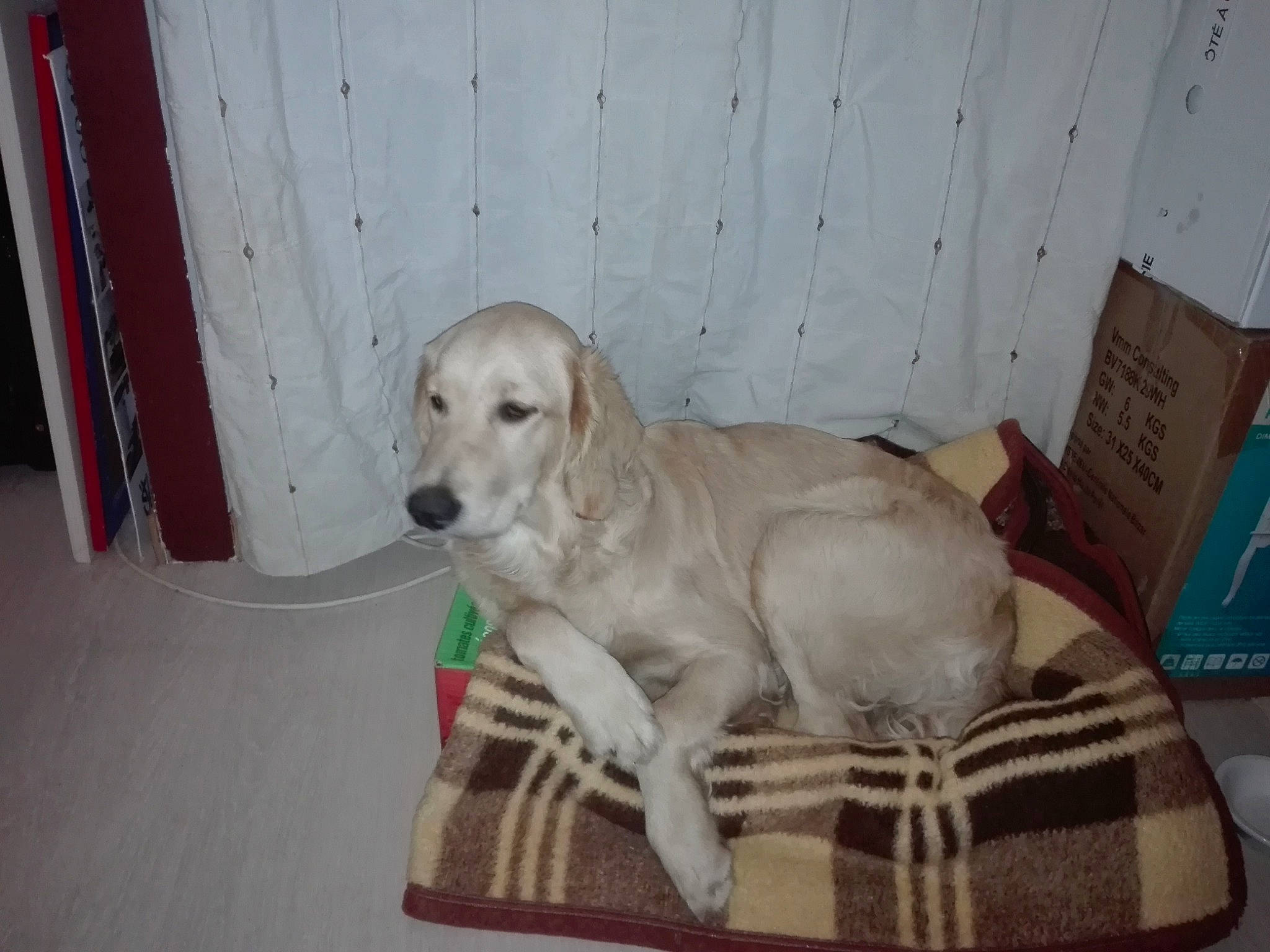 Orea a rejoint le concours — aidez-le/la à gagner de superbes lots ! canidae, carnivore, companion_dog, dog, dog_breed, fawn, golden_retriever, labrador_retriever, mammal, puppy, retriever, sporting_group, vertebrate