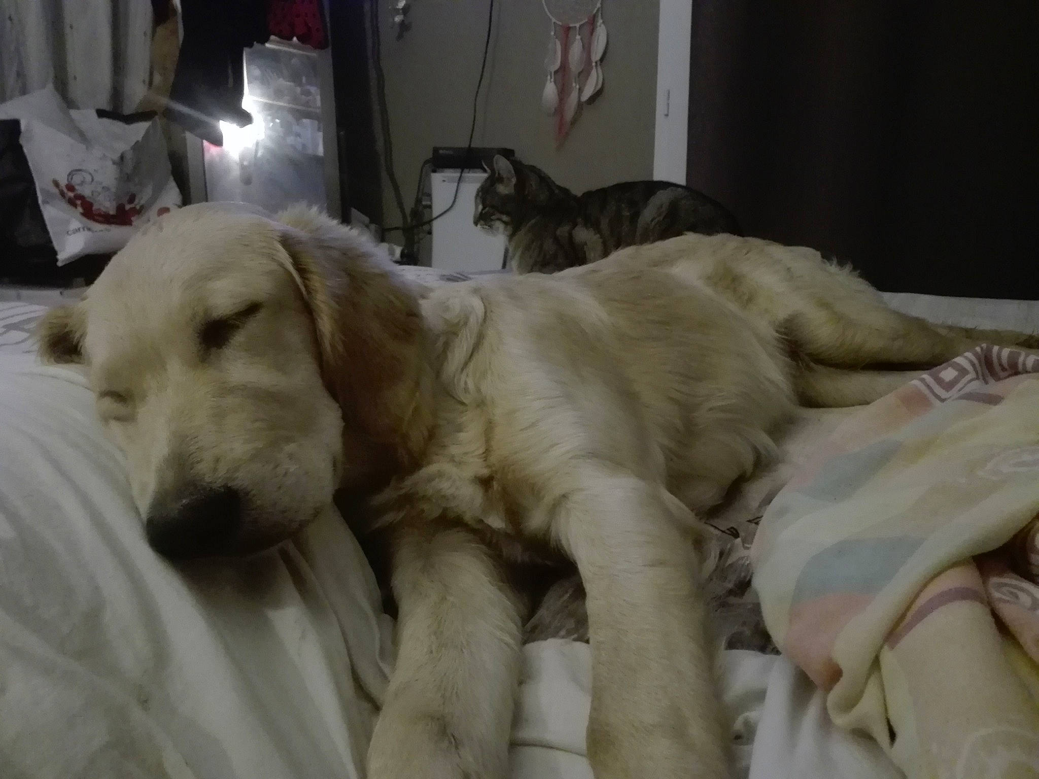 Orea participe au concours pour gagner de l'argent avec cette photo : canidae, carnivore, companion_dog, dog, dog_breed, fawn, golden_retriever, labrador_retriever, mammal, retriever, sporting_group, vertebrate