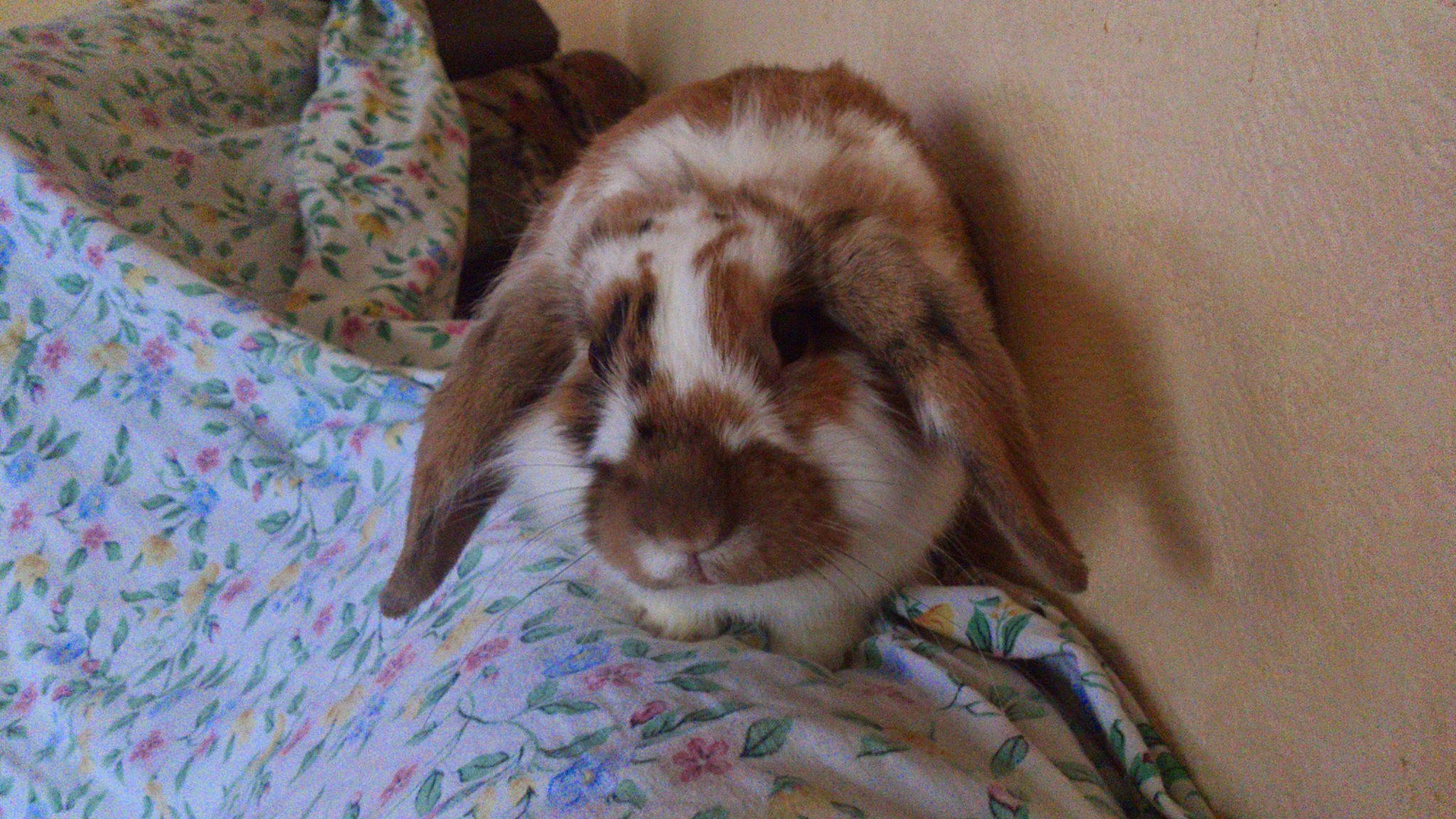 Stevee participe au concours pour gagner de l'argent avec cette photo : domestic_rabbit, ear, hare, rabbit, rabbits_and_hares