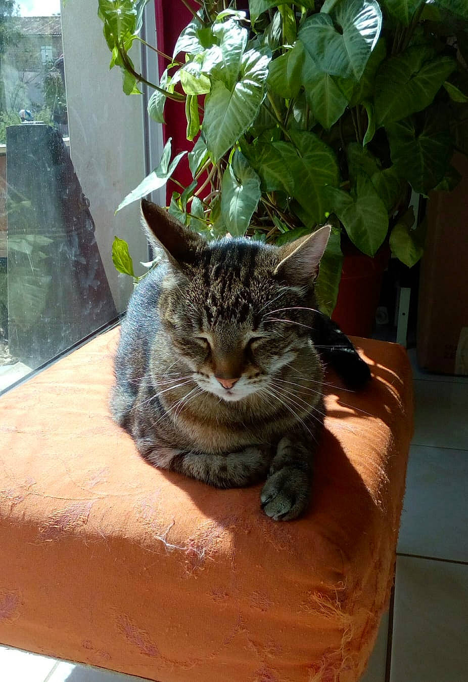 Hooble a rejoint le concours — aidez-le/la à gagner de superbes lots ! american_shorthair, asian, california_spangled, carnivore, cat, domestic_short_haired_cat, dragon_li, european_shorthair, felidae, houseplant, plant, small_to_medium_sized_cats, tabby_cat, whiskers, wild_cat