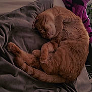 O'Malley is registered to the contest to win money with this photo: cat, sleeping, ginger_cat, cozy, blanket, bed, nap, feline, pet, indoor, fur, cute, relaxed, curled_up, soft, purple_towel, resting, animal, domestic_cat, quiet