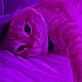 O'Malley joined the competition — help win amazing prizes! cat, bed, purple_light, relaxed, feline, whiskers, indoor, pet, sleepy, fur, closeup, animal, laying_down, domestic_cat, collar, comfort, resting, cute, striped_cat, soft