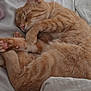 O'Malley is registered to the contest to win money with this photo: cat, orange_tabby, sleeping, bed, blanket, cozy, fur, pet, domestic_animal, indoor, rest, cute, whiskers, paw, relaxation, animal, feline, nap, soft, comfort