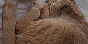 O'Malley joined the competition — help win amazing prizes! cat, orange_tabby, pet, sleeping, bed, blanket, fur, paw, cozy, domestic_animal, cute, resting, whiskers, striped, indoor, feline, relaxed, home, animal, quiet
