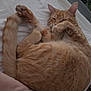 cat, orange_tabby, pet, sleeping, bed, blanket, fur, paw, cozy, domestic_animal, cute, resting, whiskers, striped, indoor, feline, relaxed, home, animal, quiet