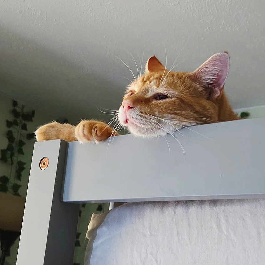 O'Malley