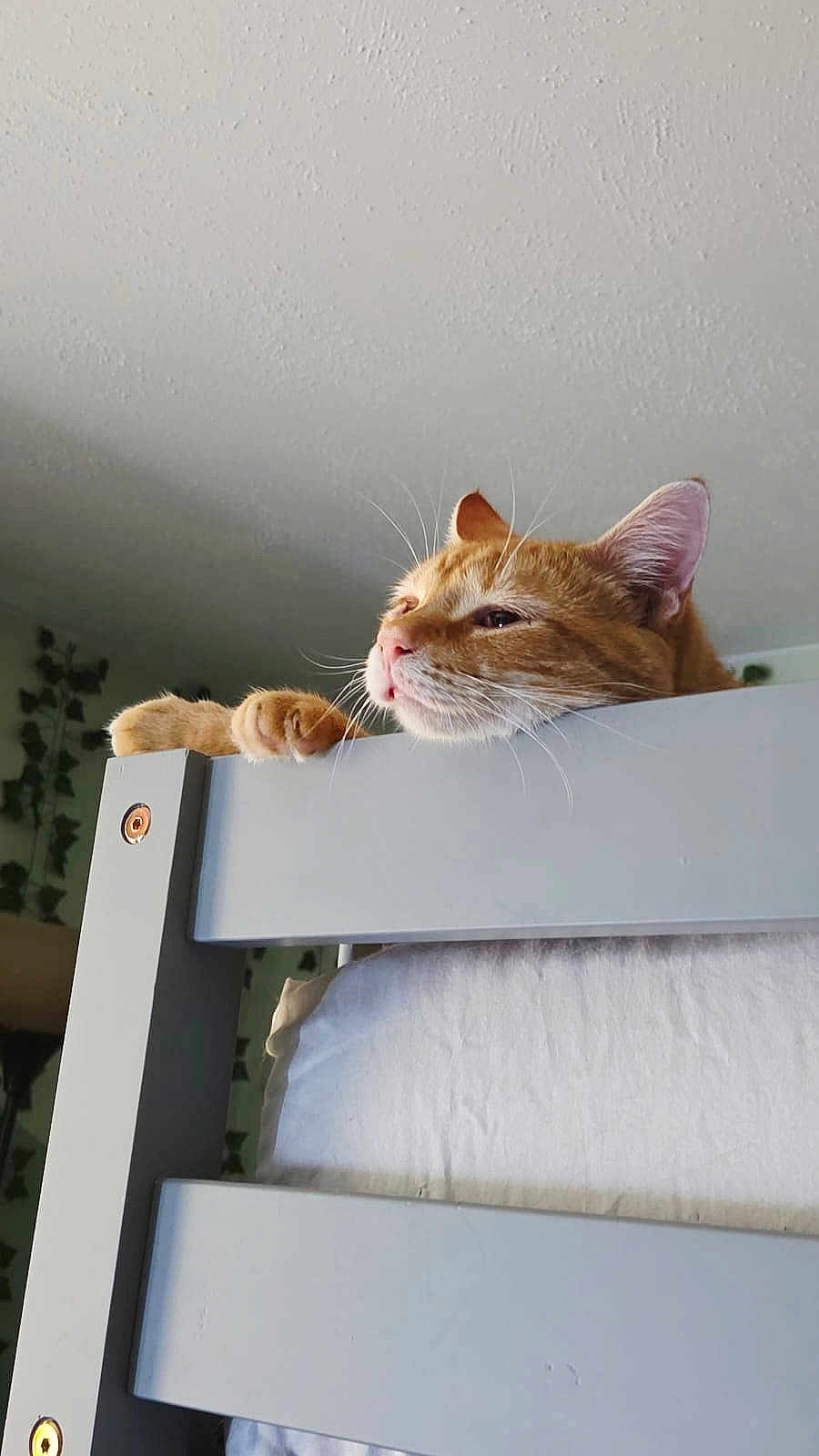 O'Malley