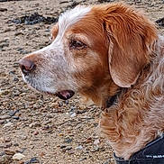 Handy a rejoint le concours — aidez-le/la à gagner de superbes lots ! dog, beach, rocky, sand, pet, animal, fur, harness, outdoor, nature, side_view, canine, muzzle, ears, curly_fur, brown_fur, white_fur, closeup, looking, quiet
