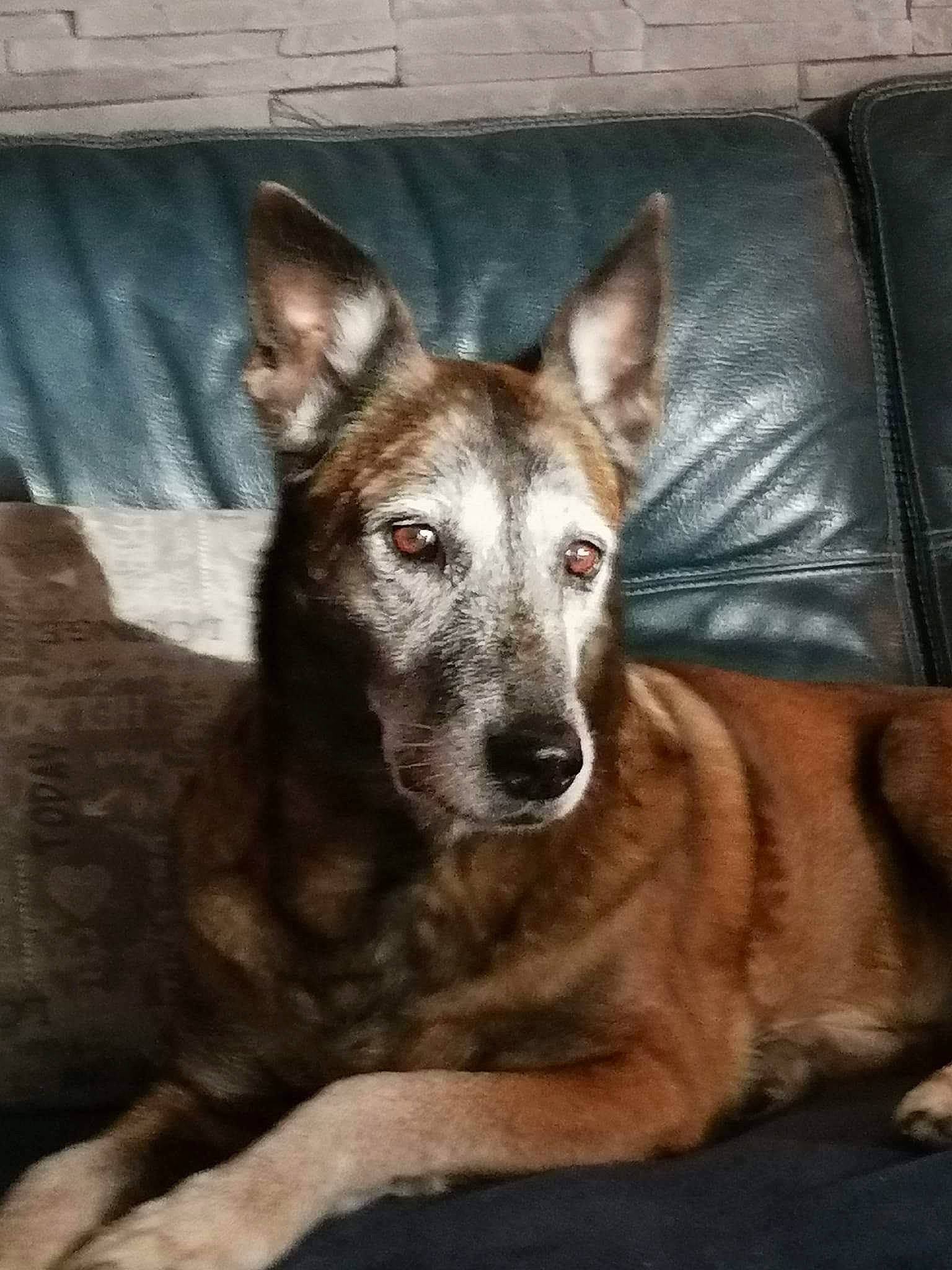 Ice participe au concours pour gagner de l'argent avec cette photo : ancient_dog_breeds, canidae, carnivore, companion_dog, couch, dog, dog_breed, fawn, guard_dog, herding_dog, koolie, snout, sporting_group, terrestrial_animal, whiskers, working_animal, working_dog