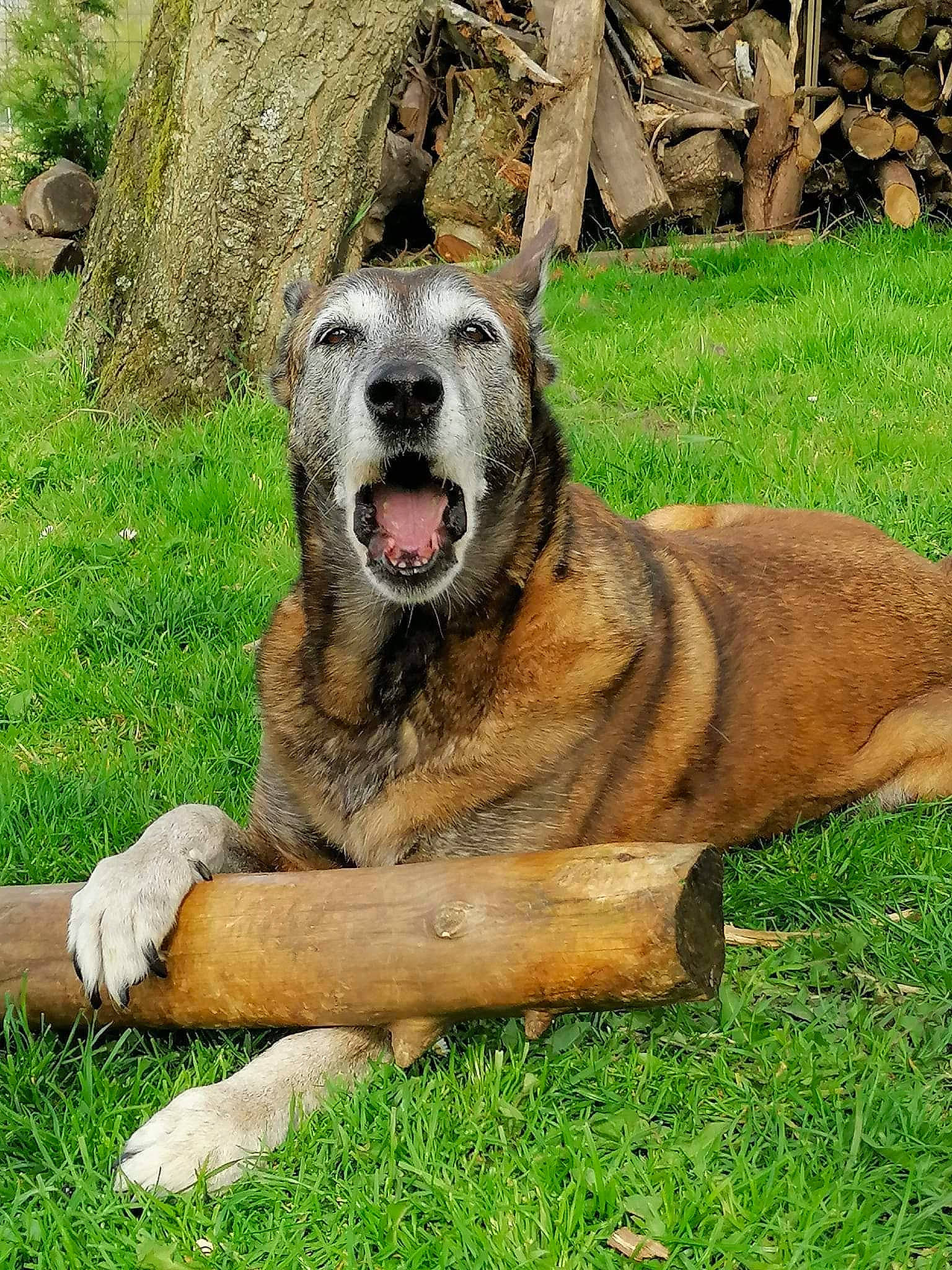 Ice participe au concours pour gagner de l'argent avec cette photo : ancient_dog_breeds, canidae, carnivore, companion_dog, dog, dog_breed, fawn, gas, grass, plant, snout, sporting_group, terrestrial_animal, wildlife, working_dog