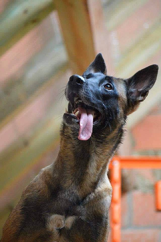 Ice a rejoint le concours — aidez-le/la à gagner de superbes lots ! canidae, carnivore, collar, companion_dog, dog, dog_breed, dog_collar, east_european_shepherd, fawn, foot, fur, guard_dog, herding_dog, pet_supply, snout, sporting_group, terrestrial_animal, whiskers, working_animal, working_dog